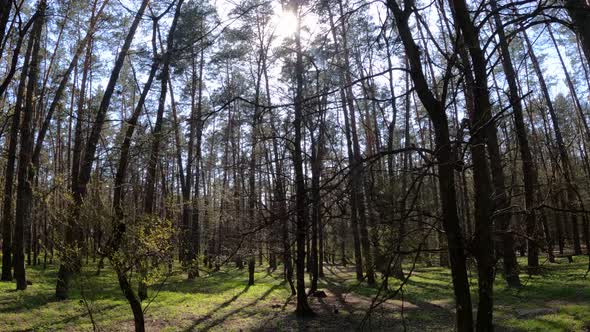 Forest with Pine Trees During the Day POV