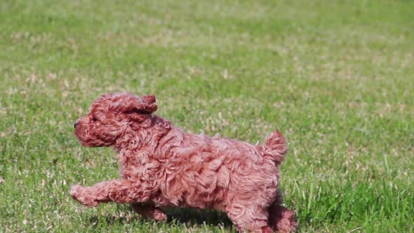 Poodle Puppies Playing Slow Motion