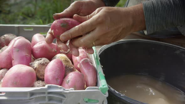 SLOW MOTION WIDE, farmer washes the skin of a newly harvested cherie potato