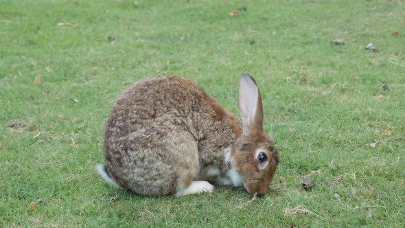 Gray bunny in the field eating grass 4K 3840X2160 UltraHD footage -  Hare enjoying outdoor natural s