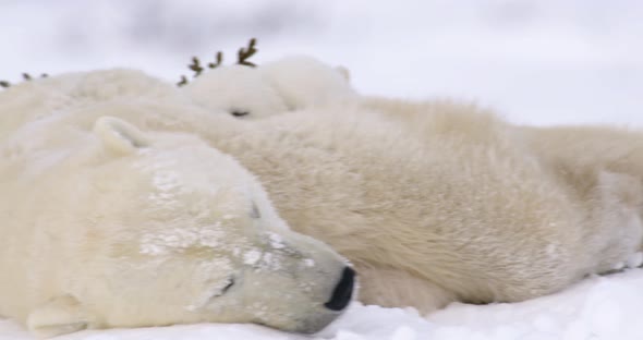 Close up, panning shot of Polar Bear sow and cubs sleeping peacefully. Pan from head to toe.