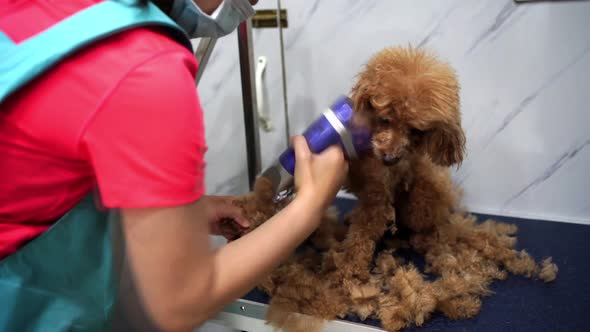 Woman groomer trimming fur of obedient small dog in modern veterinary studio