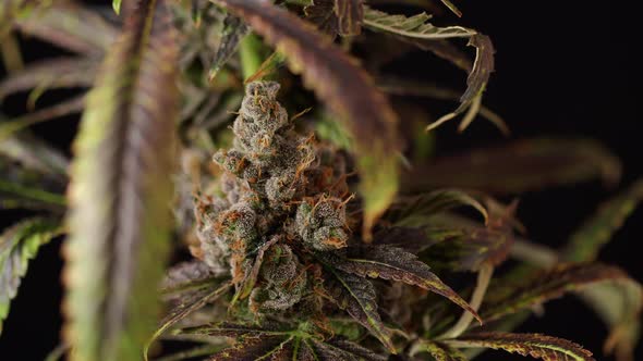 Macro Marijuana Bud Spinning On Display Framed By Weed Leaves
