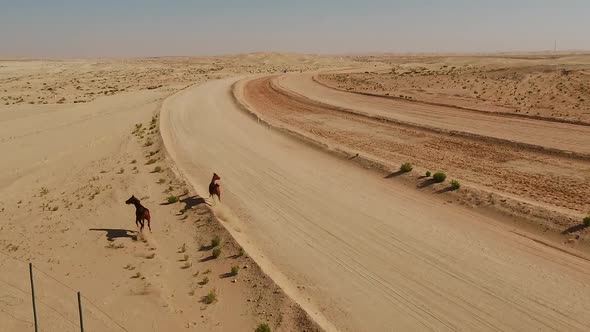 Aerial view two horses running free in the desert of Al Khatim in Abu Dhabi.