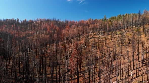 Aerial Shot Flying Above Mountain And Trees After California Wildfire