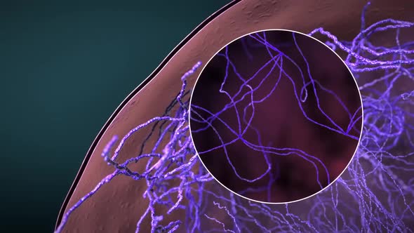 Endoplasmic reticulum Travel inside the cell showing the mitochondria producing energy.