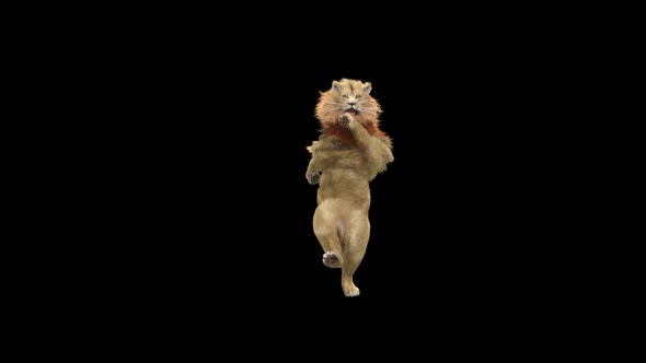 Lion Dancing HD