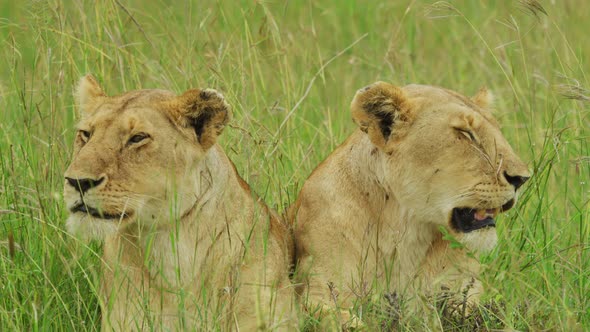 Two lionesses resting