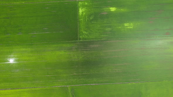 The Paddy Rice Fields of Kedah and Perlis, Malaysia