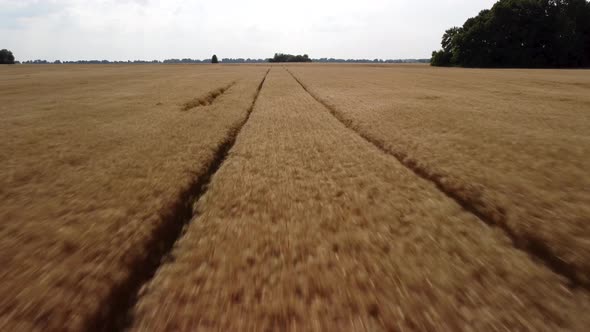 Fast drone flying over the field of ripe golden rye at sunny day