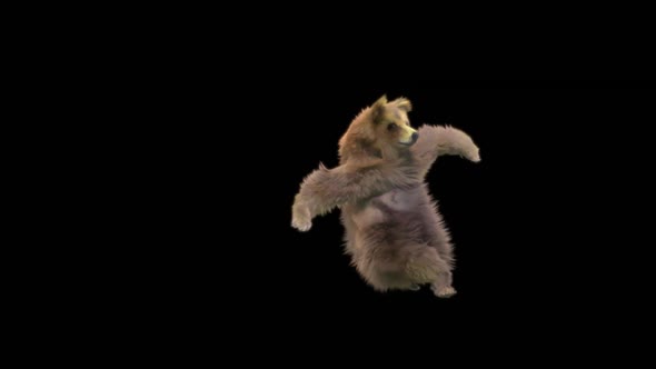 140 Bear Dancing HD