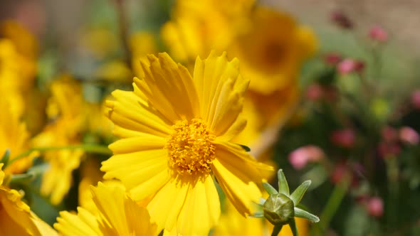 Coreopsis auriculata yellow  sunflower family flower in the garden 4K 2160p 30fps UltraHD footage - 