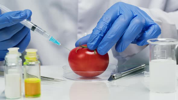 Medical Scientist Specialist Wearing Protective Uniform Injecting Tomato with Syringe in Food