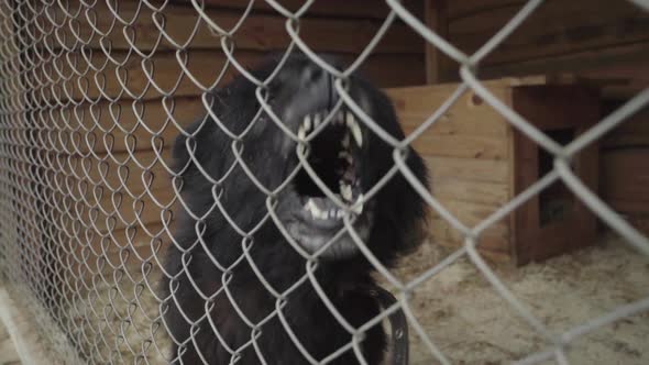 Homeless Dogs in a Dog Shelter. Slow Motion