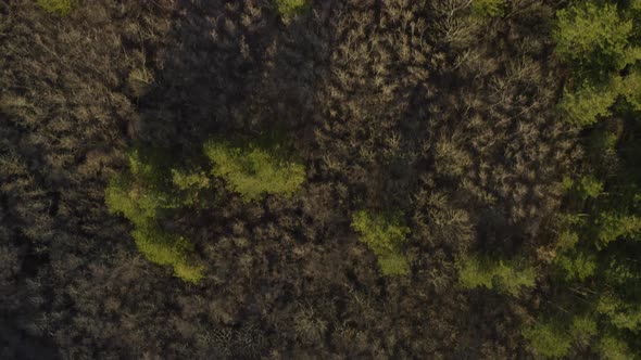 4k Aerial Drone Footage of a Beautiful Green Forest Bird's View