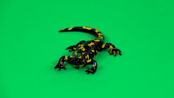 Fire Salamander. Salamandra Maculosa in Green Background