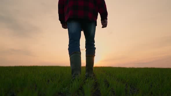 A Man Farmer Goes on a Rural Road Along a Green Wheat Field at Sunset