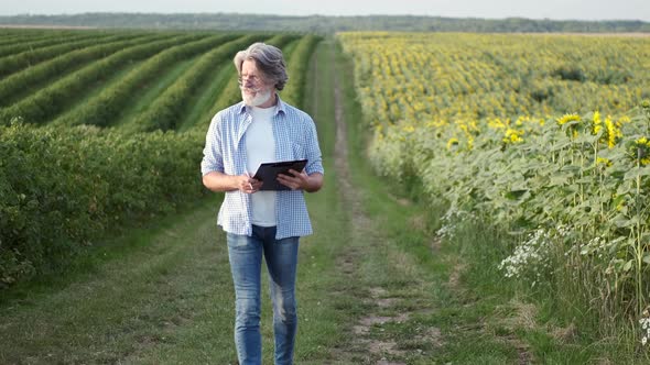 Mature Confident an with Notebook Going Through a Field of Sunflowers