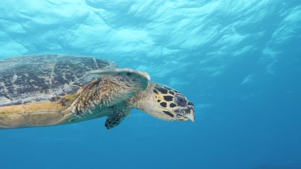 A friendly Hawksbill turtle swims along side a scuba diver and turns its head to face the diver