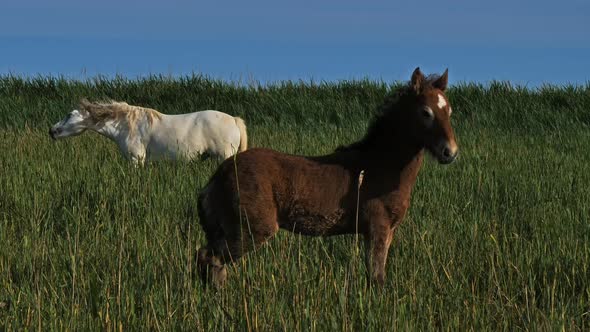 White Camargue horse and foal, Camargue, France