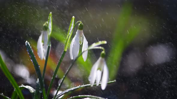 Close first spring flowers snowdrops with rain