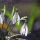 Close first spring flowers snowdrops with rain - VideoHive Item for Sale