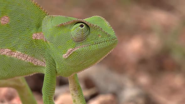 Side close-up of green flap-necked chameleon moving its eye around