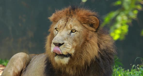 Male Lion