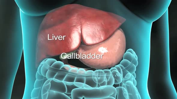3D Animation of Human Internal Organs. Liver, pancreas, gallbladder.