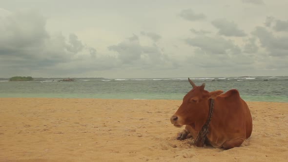 The Symbol of Sri Lanka. Cow on the Beach.