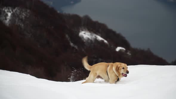 Dog Walking On The Snow In The Mountains