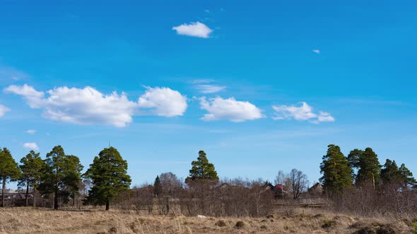 The Movement of White Clouds in the Blue Sky Over the Pine Trees in Early Spring