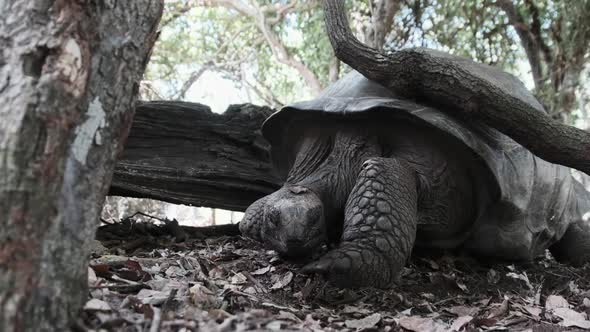 A Huge Aldabra Giant Tortoise Walking on a Prison Island in Zanzibar Africa