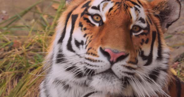 Siberian Tiger Close Up. The Siberian Tiger Was Also Called Amur Tiger