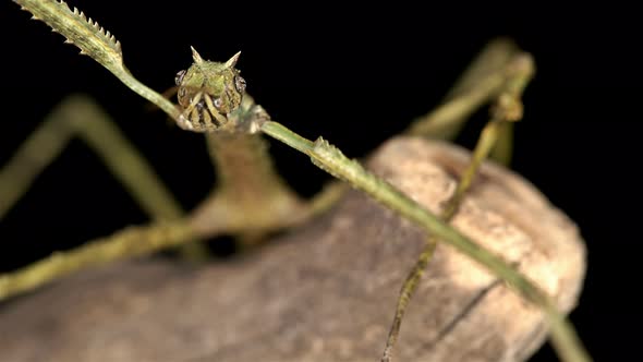 Stick Insect Medauroida Extradentata, Family Phasmatidae.