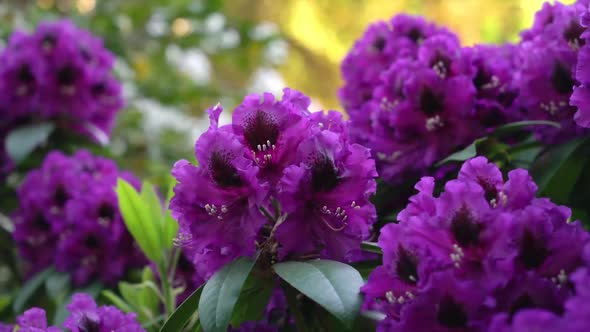 Violet Rhododendron On A Blurred Background. 