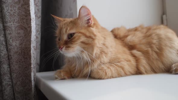 Cute Ginger Cat Lying on Window Sill. Fluffy Pet Sits at Home in Quarantine Without Walking Outside