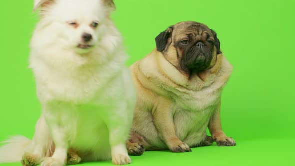 Two Dogs on Green Background