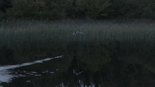 Tracking shot of duck take off