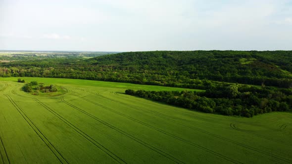 Aerial Survey of a Field of Young Wheat