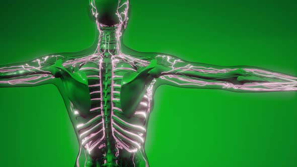 Blood Vessels of Human Body alt