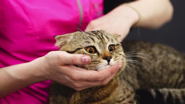 Combing a Cat in the Grooming Salon