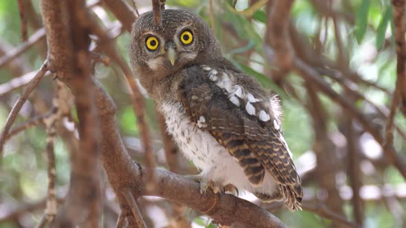 Pearl-spotted owlet looks in to the camera while sitting in a tree