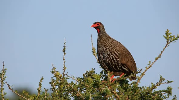 Red Necked Spurfowl