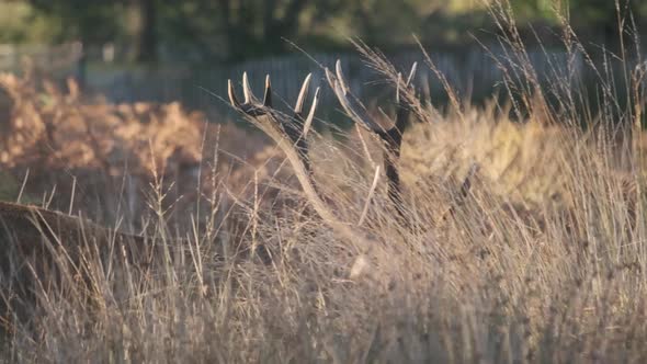 Tracking shot of Stag antlers through undergrowth slow motion