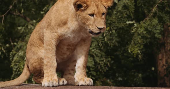 Lion Cub Getting Comfortable In Safari Park