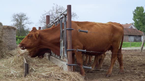 Cows feeding with hay in a rural area of Croatia