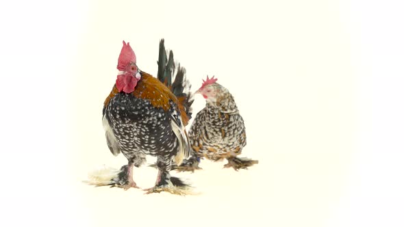 Rooster and Hen Milfler Isolated at White Background in Studio