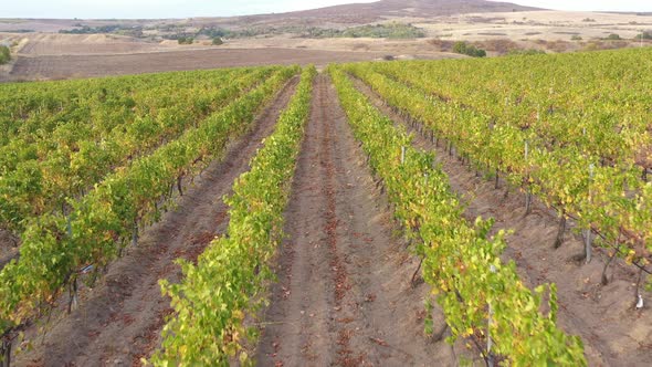 Vineyards Fields For Industrial Purposes 6