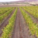 Vineyards Fields For Industrial Purposes 6 - VideoHive Item for Sale